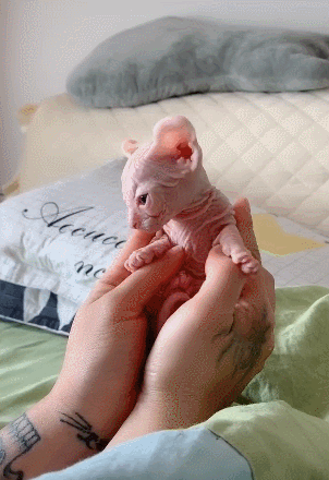 猫咪被抓在手里,表情不像猫,耳朵大得让人以为是杂交猪