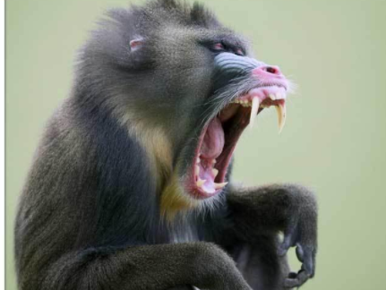 世界上最凶残的猴子——山魈