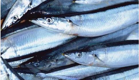 国内5元一斤没人吃,却是日本人最爱吃的鱼,被吃到限制"捕捞"|秋刀鱼