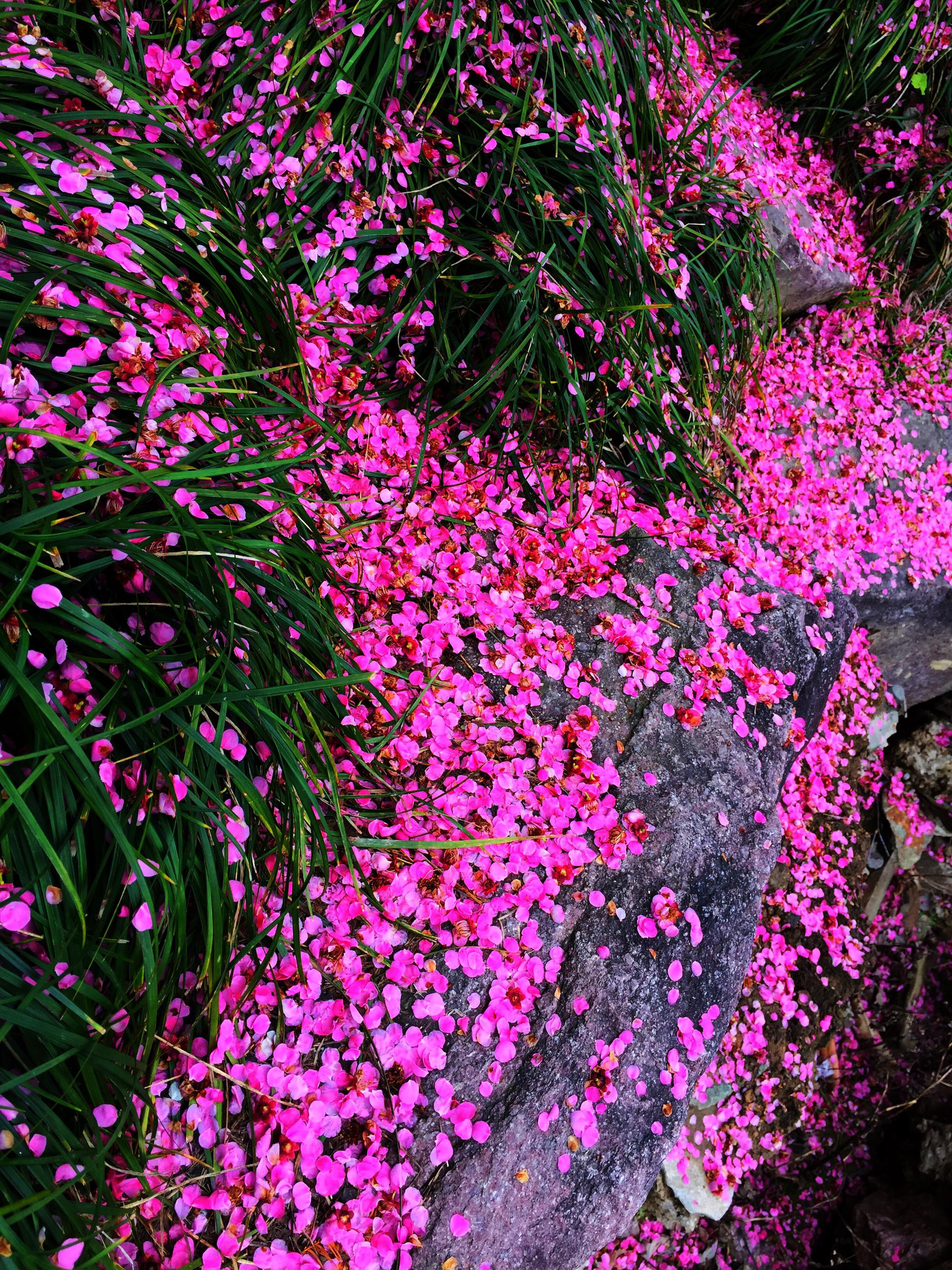 落花如梦凄迷(原创摄影)