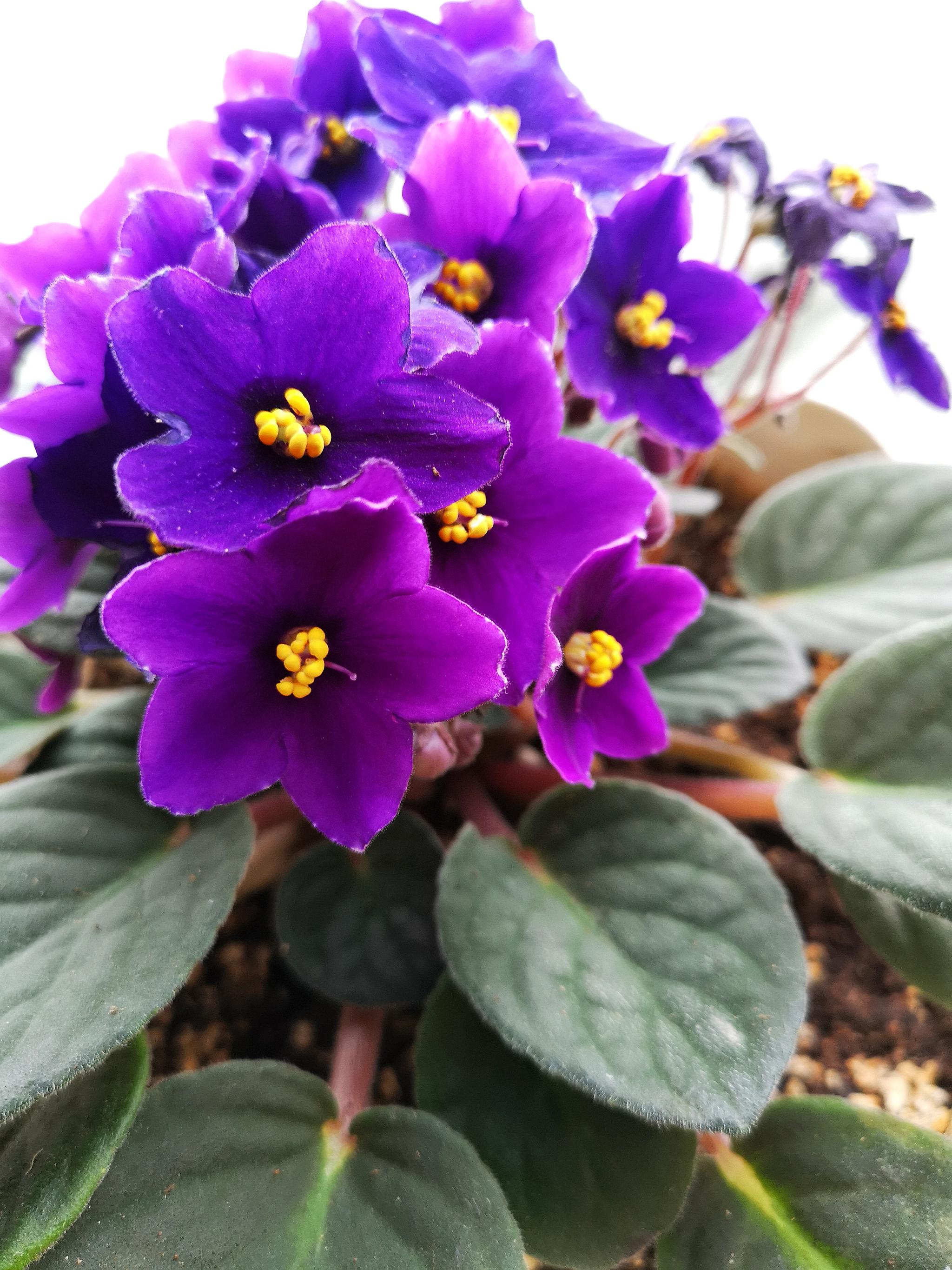 对我而言你永远那么美非洲紫罗兰