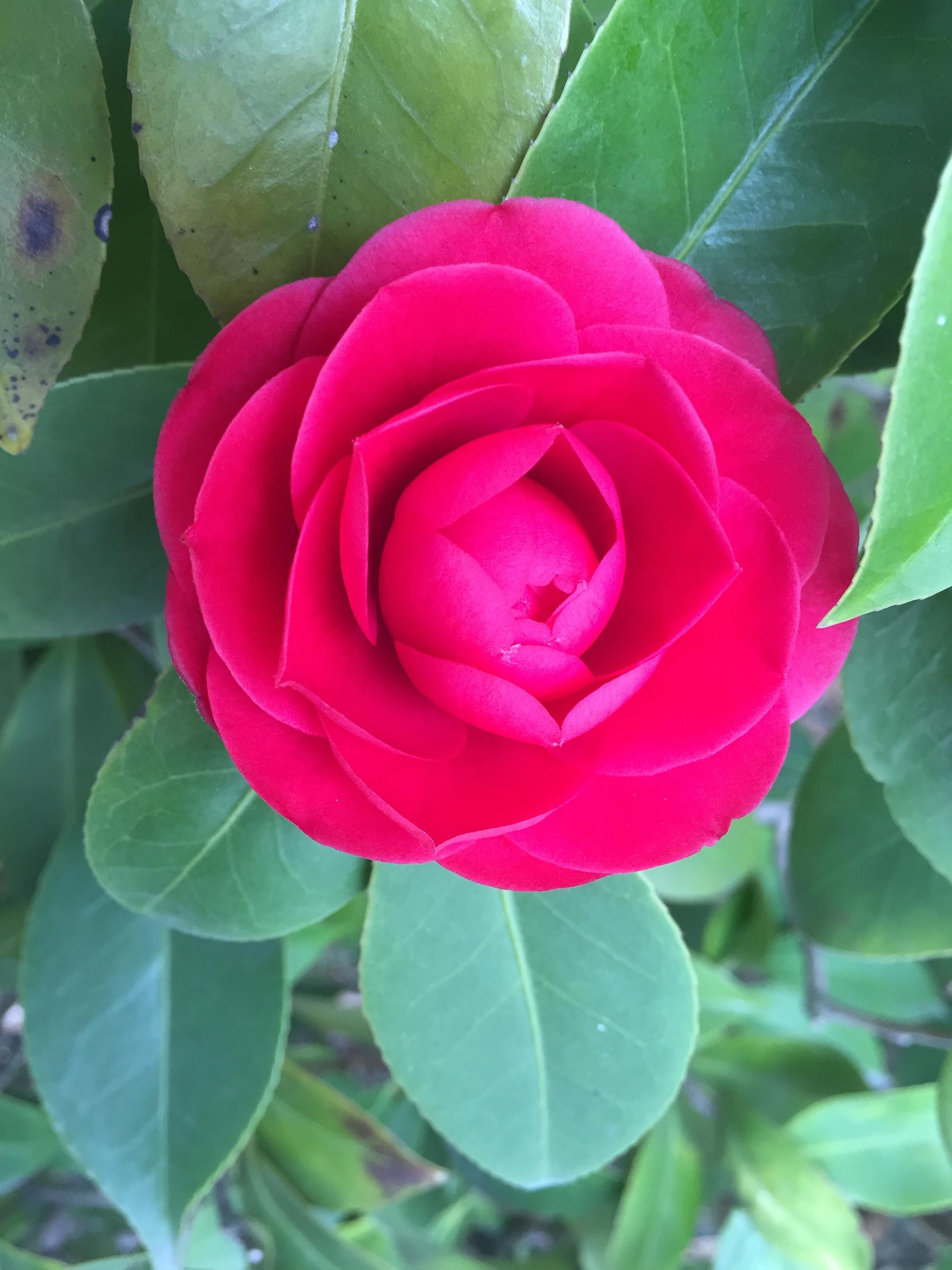 红色茶花(原创)