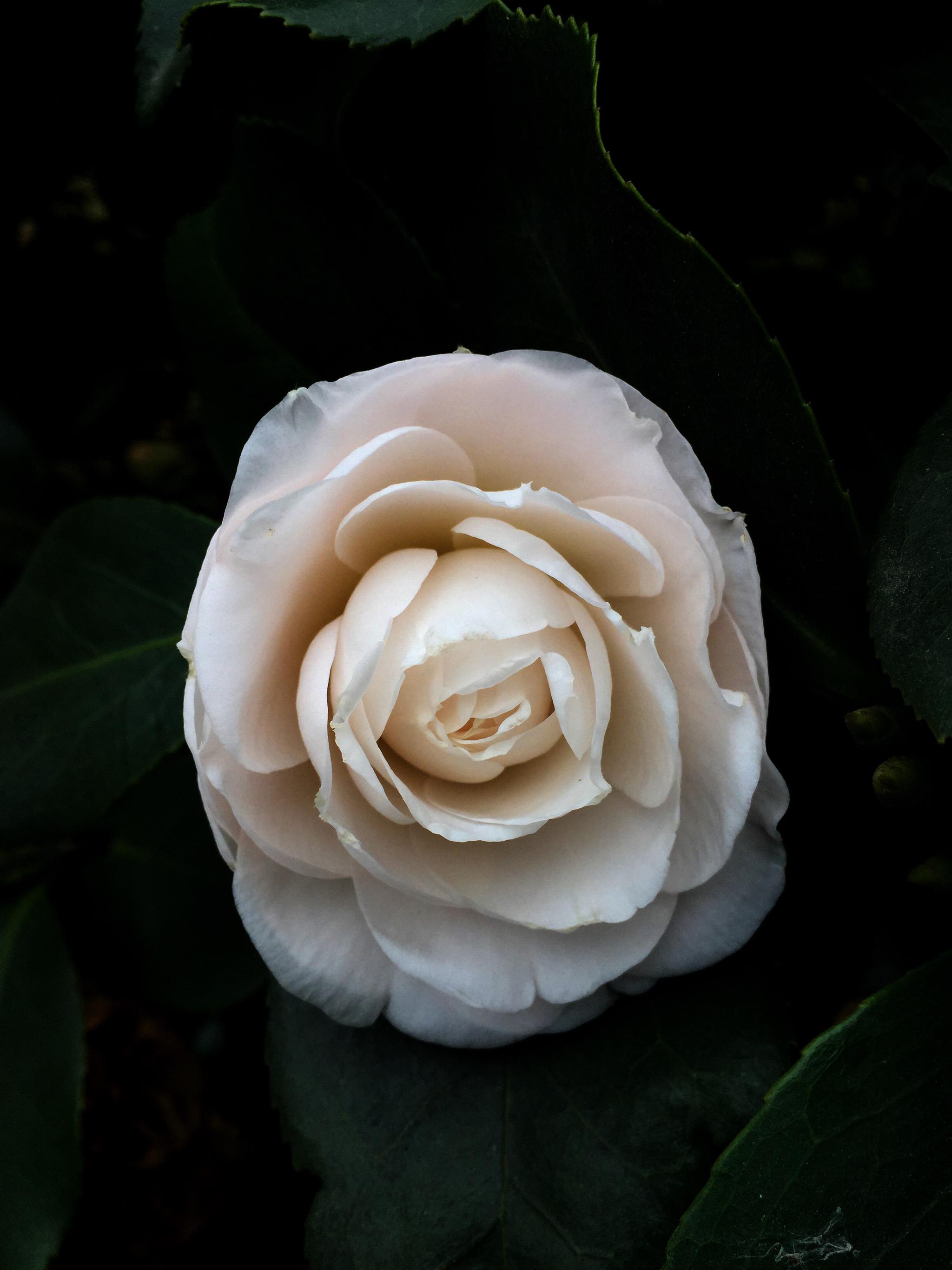 洁白如玉的白茶花原创