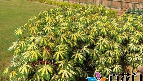 大戟科植物花叶木薯养殖方法和注意事项 花叶木薯怎么样？|木薯|花叶|大戟科_新浪新闻