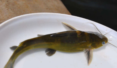 没有鱼鳞的鱼,钓鱼爱好者很嫌弃,殊不知是一种难得的美味