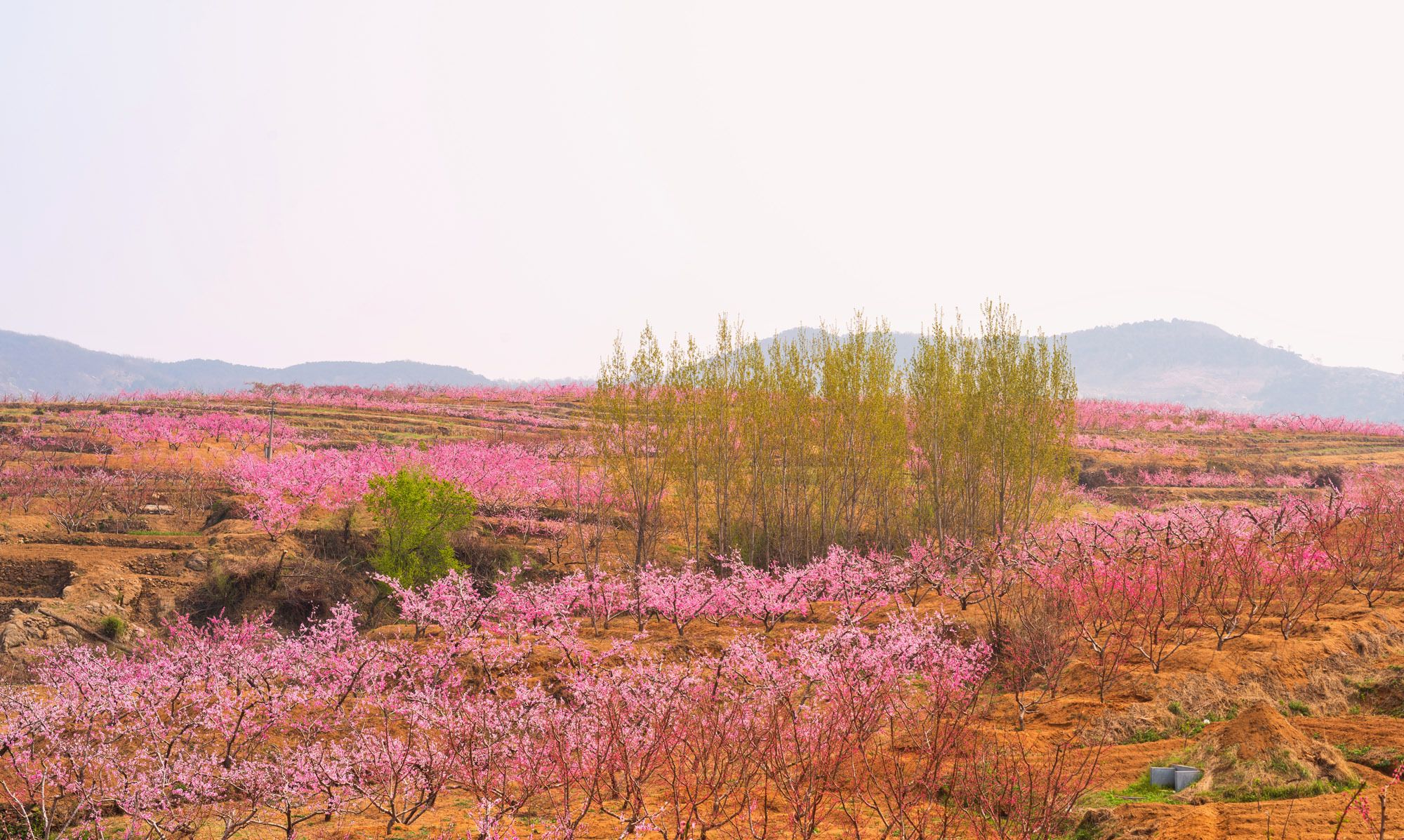 最美人间四月天，蜜桃之乡山东蒙阴百里桃花盛开