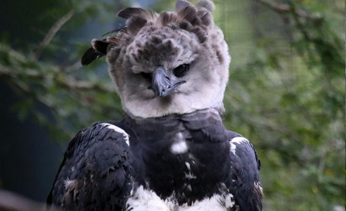 角雕(harpy eagle),又名哈佩雕或哈比鹰,主要分布在新热带界(墨西哥到