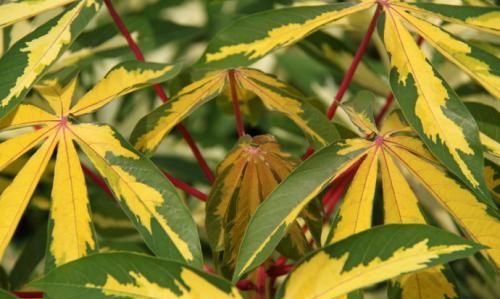 大戟科植物花叶木薯养殖方法和注意事项 花叶木薯怎么样？|木薯|花叶|大戟科_新浪新闻