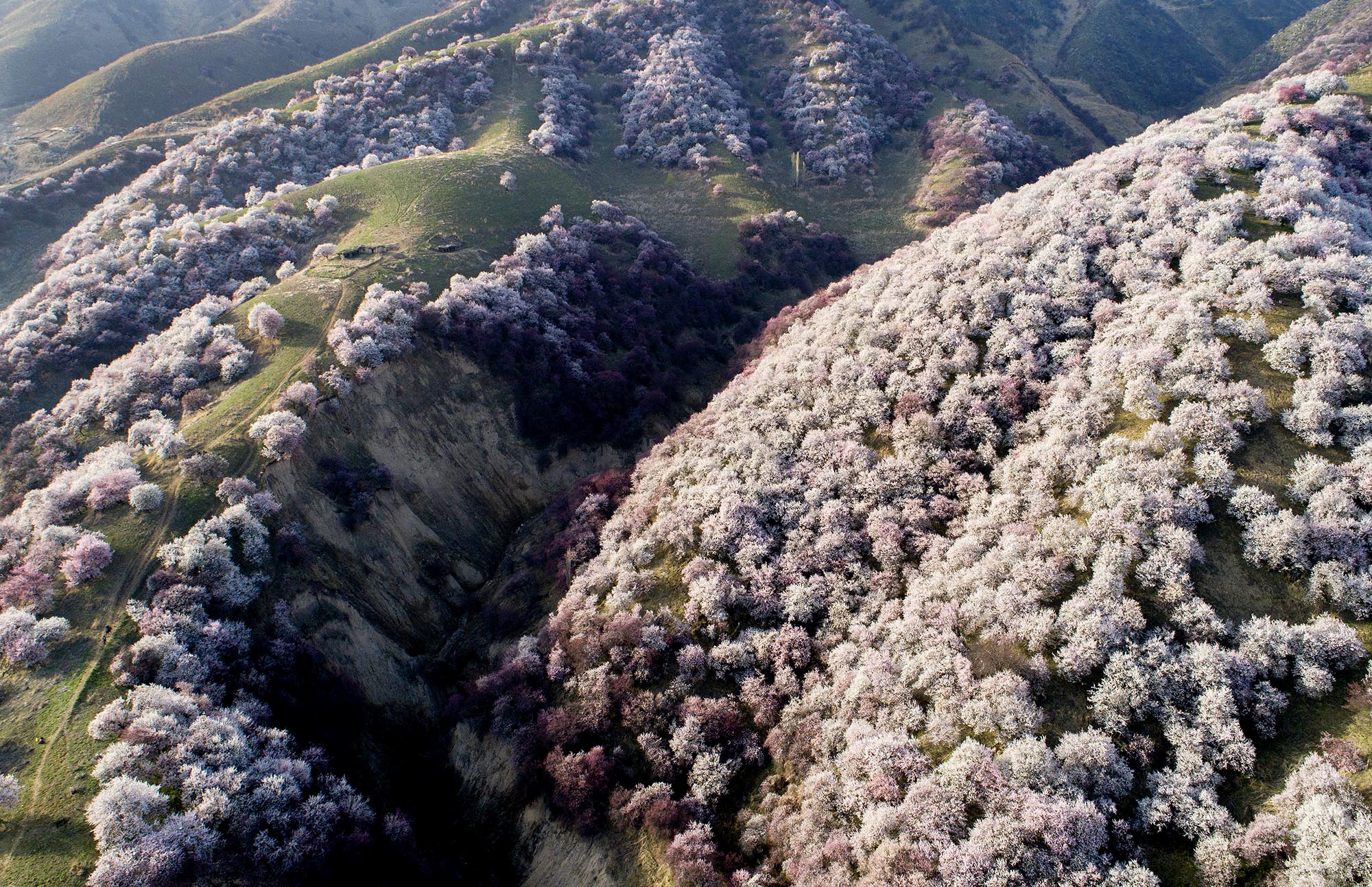 新疆新源县吐尔根乡天然野生杏花迎春怒放姹紫嫣红