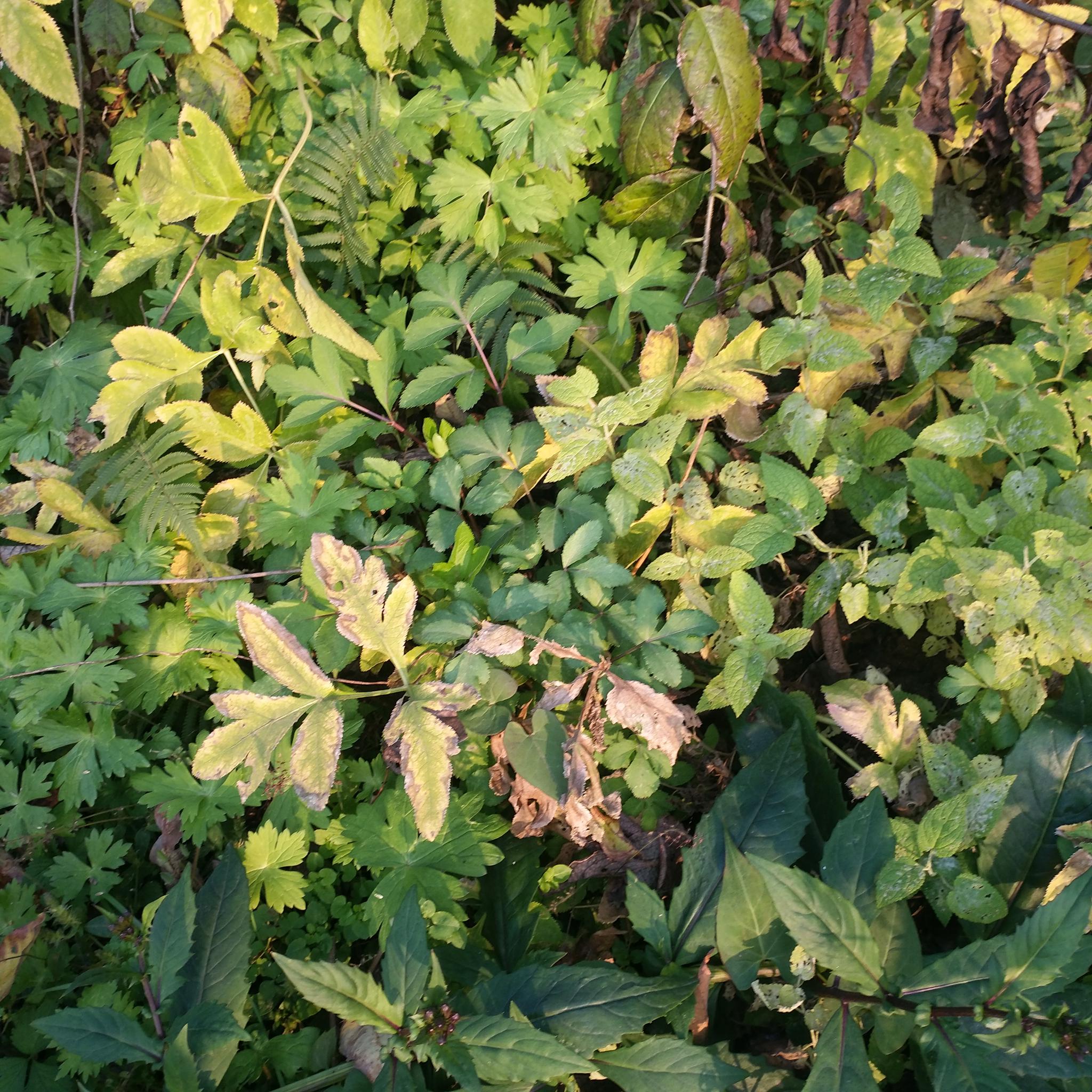 农村野生植物紫花前胡,观赏价值不高,但药用价值很大