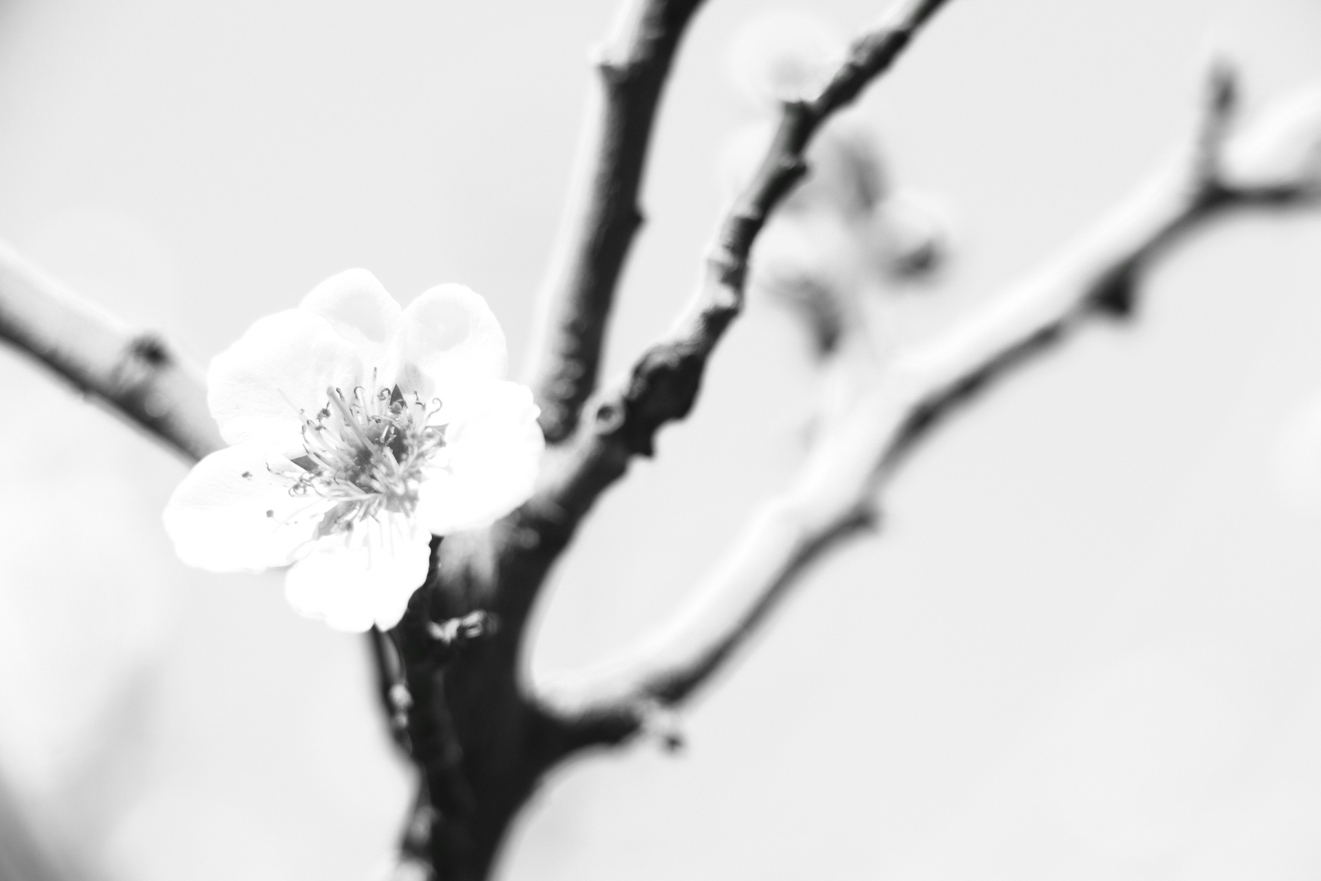 黑白相册 梅花_高清图集_新浪网