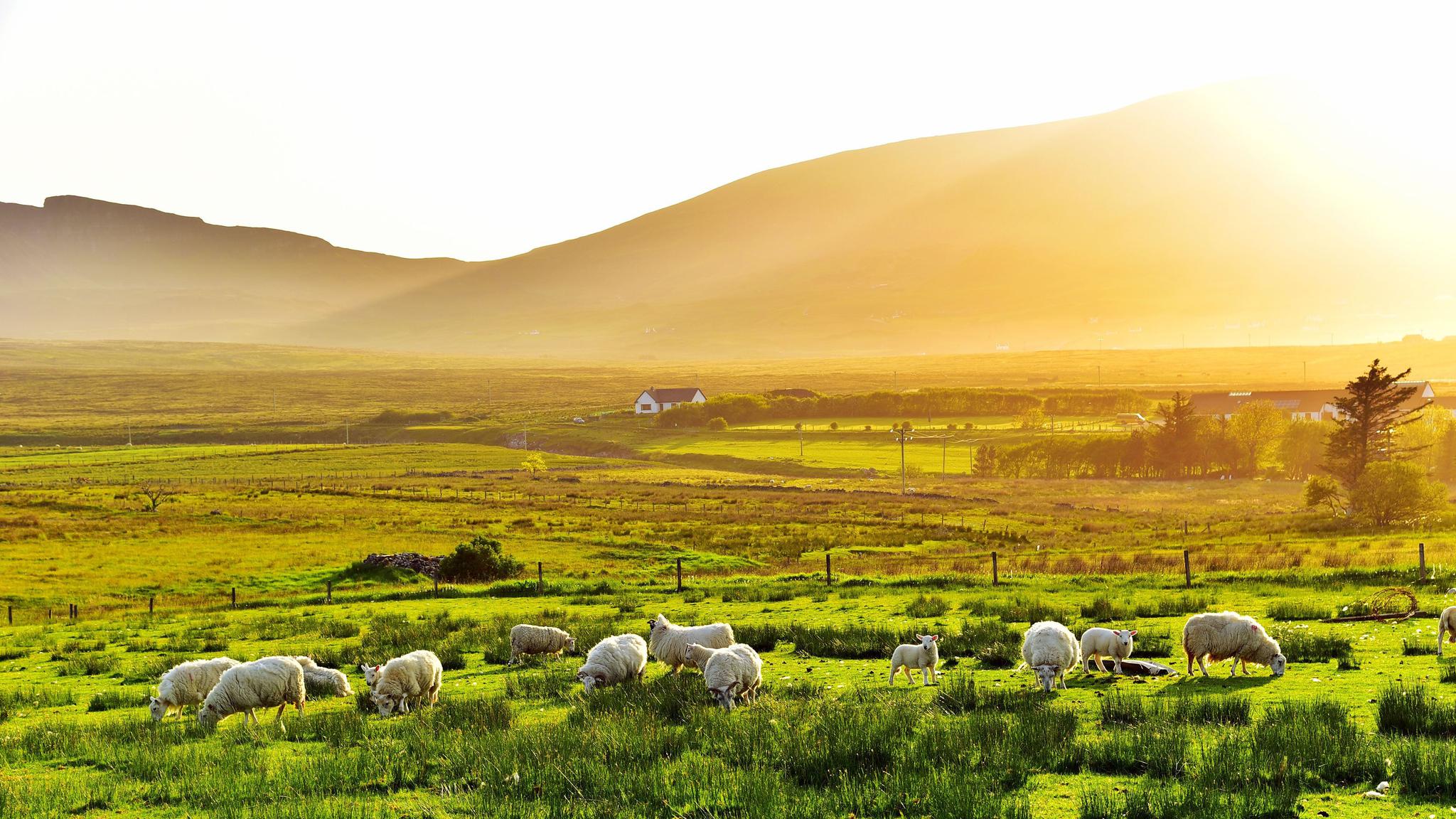 天苍苍野茫茫风吹草低见牛羊美丽的草原风光