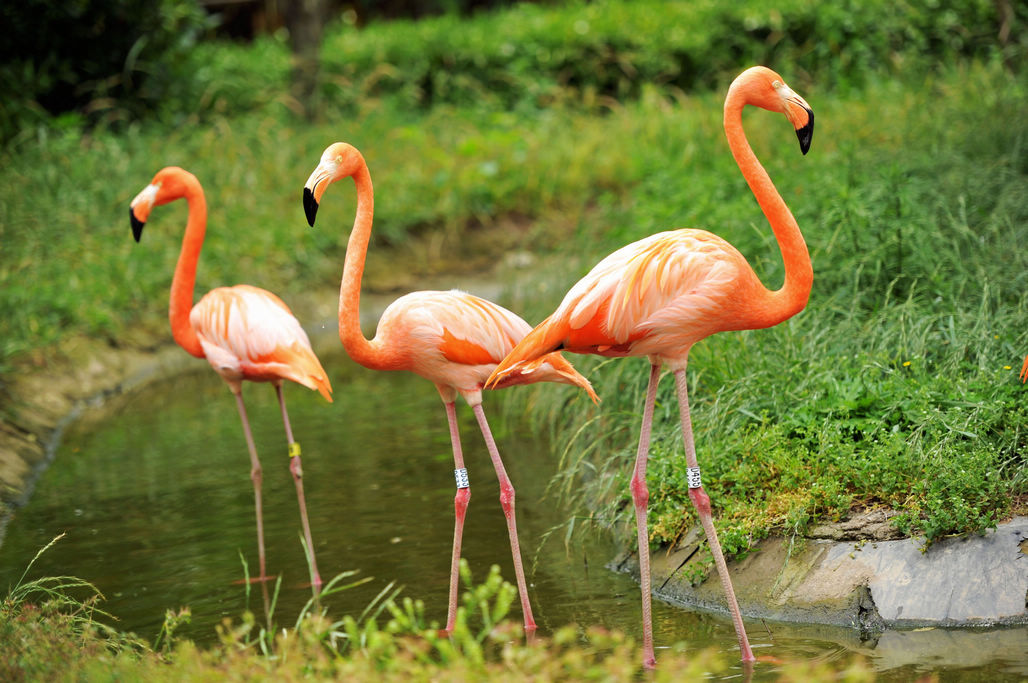 看夏天20多度的气温下的生活|火烈鸟|青岛森林野生动物世界|青岛_新浪