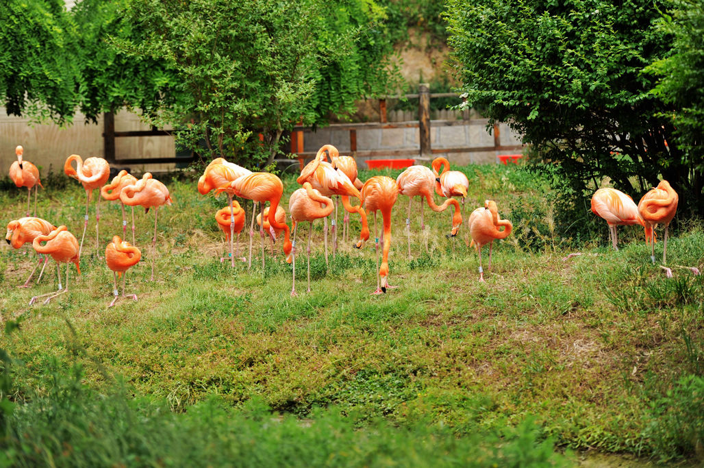 看夏天20多度的气温下的生活|火烈鸟|青岛森林野生动物世界|青岛_新浪