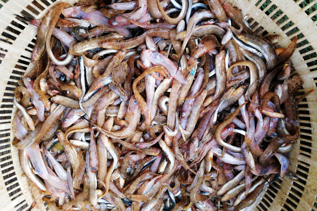 2018年最后一天刚上岸的鲜活大杂鱼60元一斤小个头20一斤