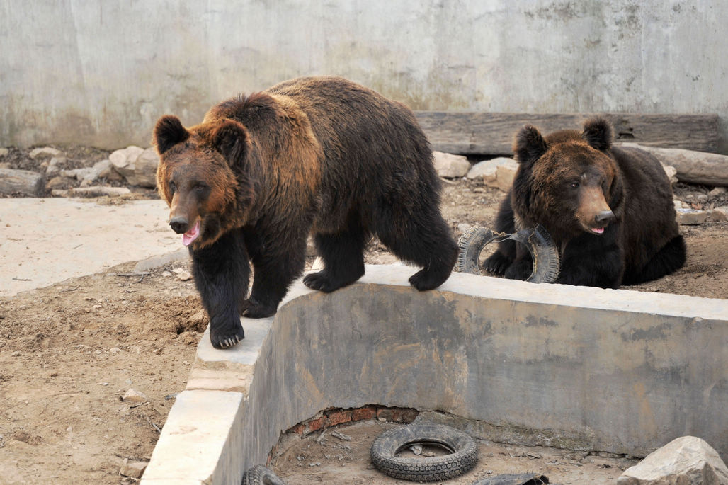 青岛野生动物世界5只棕熊在熊池中玩耍从熊大到熊五憨厚可爱