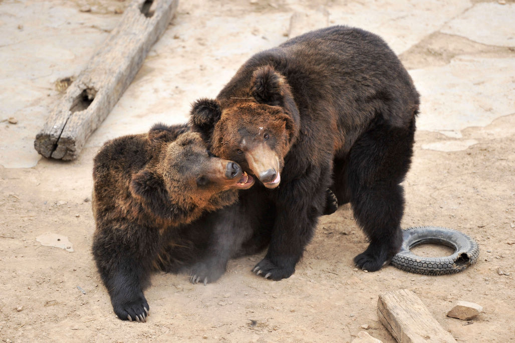 青岛野生动物世界5只棕熊在熊池中玩耍从熊大到熊五憨厚可爱
