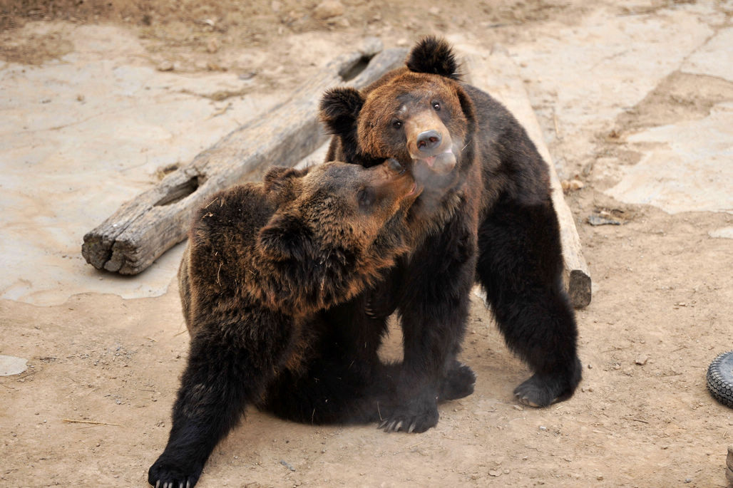 青岛野生动物世界5只棕熊在熊池中玩耍从熊大到熊五憨厚可爱