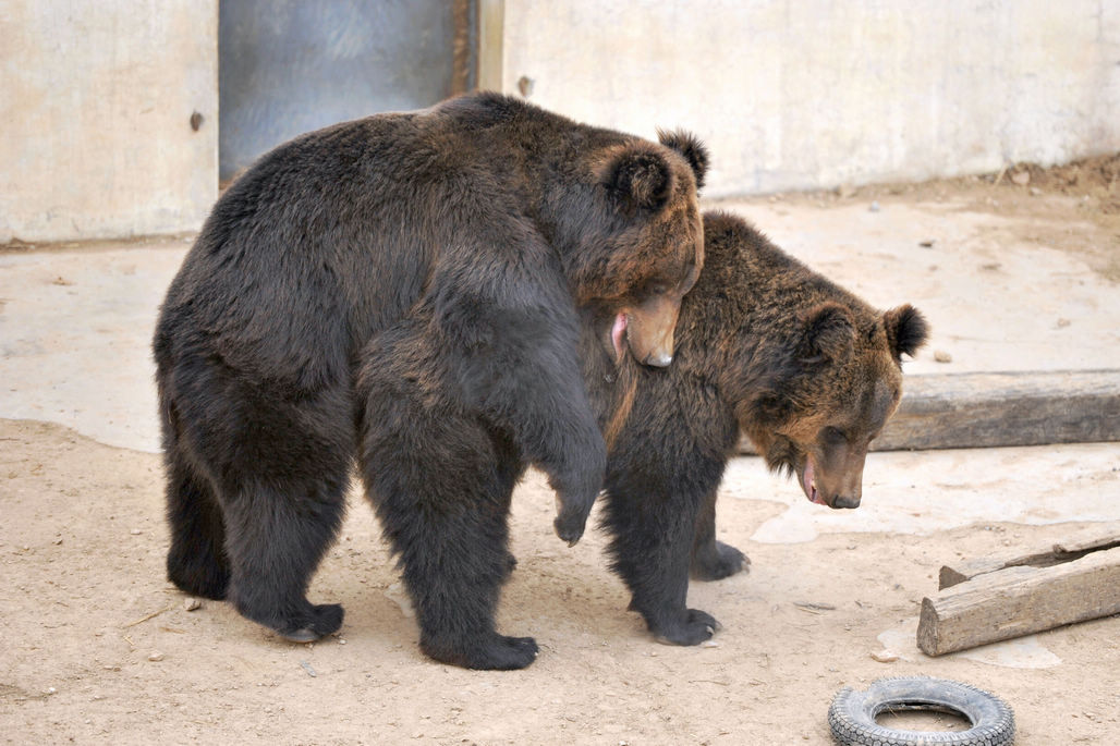 青岛野生动物世界5只棕熊在熊池中玩耍从熊大到熊五憨厚可爱