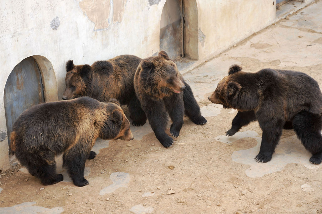 青岛野生动物世界5只棕熊在熊池中玩耍从熊大到熊五憨厚可爱