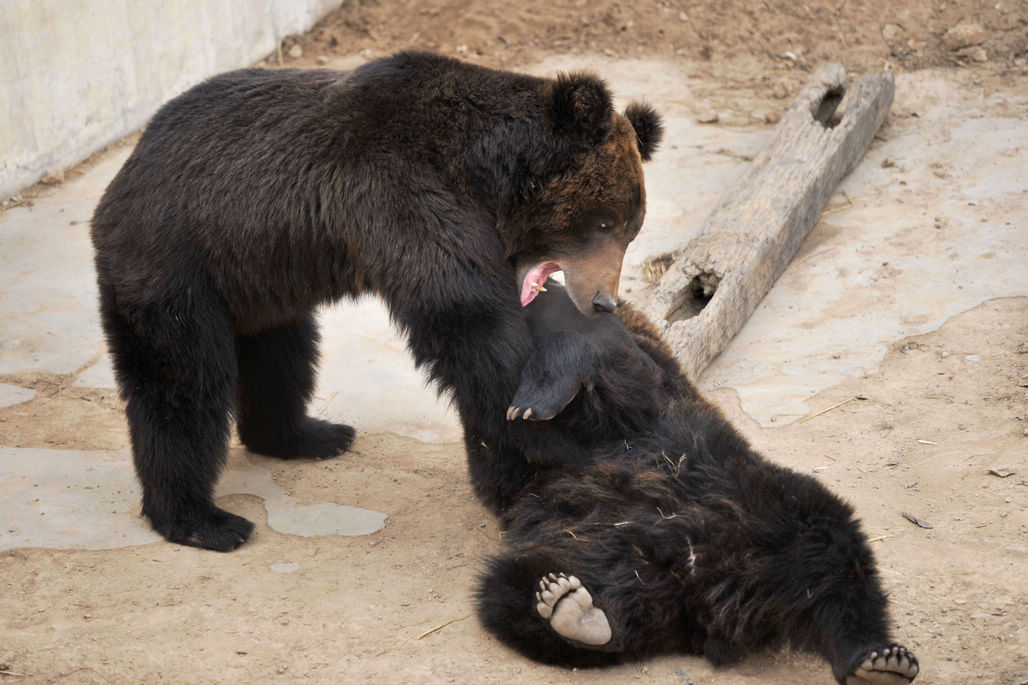 青岛野生动物世界5只棕熊在熊池中玩耍从熊大到熊五憨厚可爱