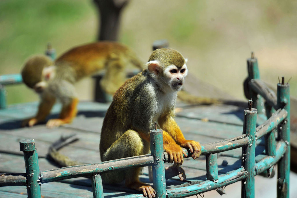 青岛森林野生动物世界松鼠猴猕猴环尾狐猴乐享春光太可爱