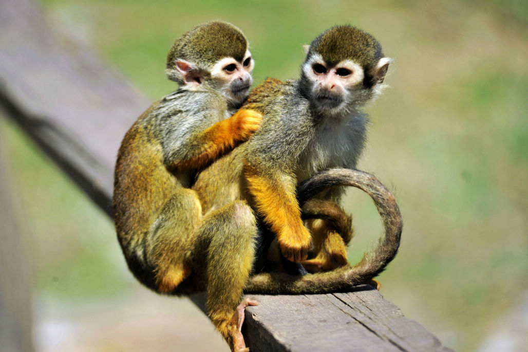 青岛森林野生动物世界松鼠猴猕猴环尾狐猴乐享春光太可爱