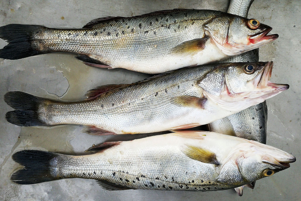 菜市场鲜活大黑头鱼90元一斤,专供酒店,皮皮虾20元一斤热销