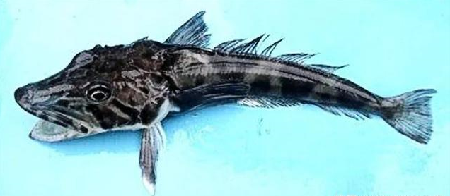 鳄冰鱼世代活在极寒地区,不用鳃呼吸,连血液都没有颜色