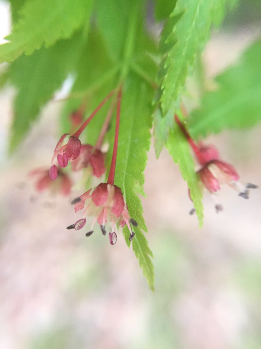 枫叶树不仅会开花 而且绿叶枫叶与红叶枫叶树的花也不同 三