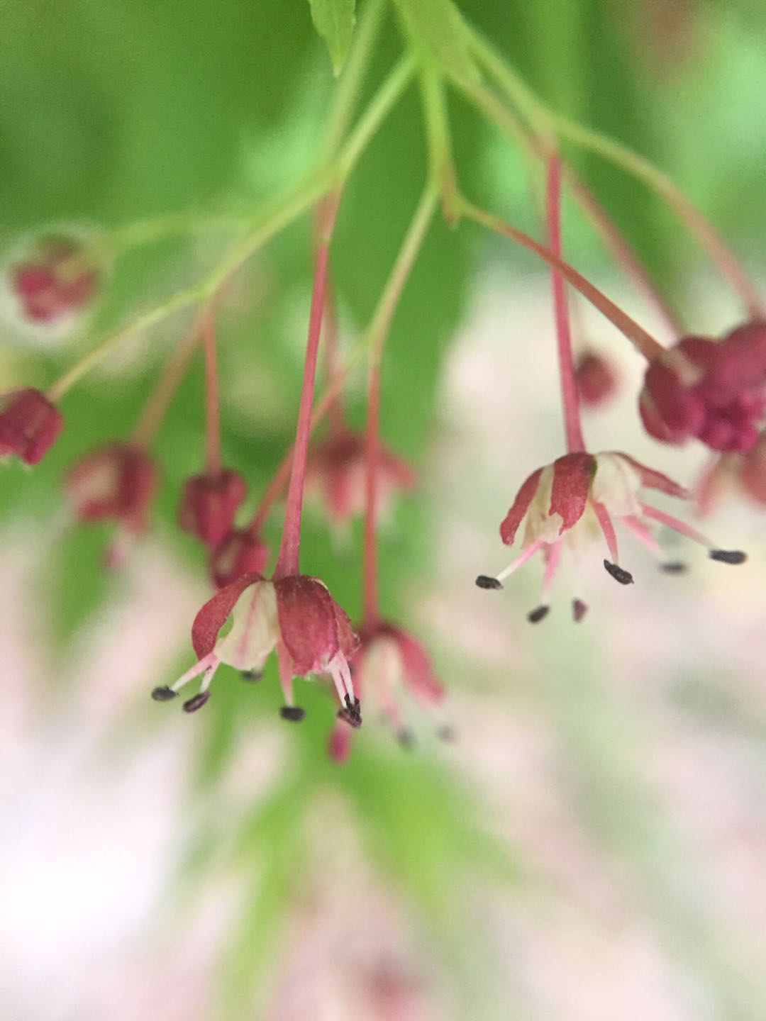枫叶树不仅会开花 而且绿叶枫叶与红叶枫叶树的花也不同 三 枫叶树不仅会开花 而且绿叶枫叶与红叶枫叶树的花也不同 三