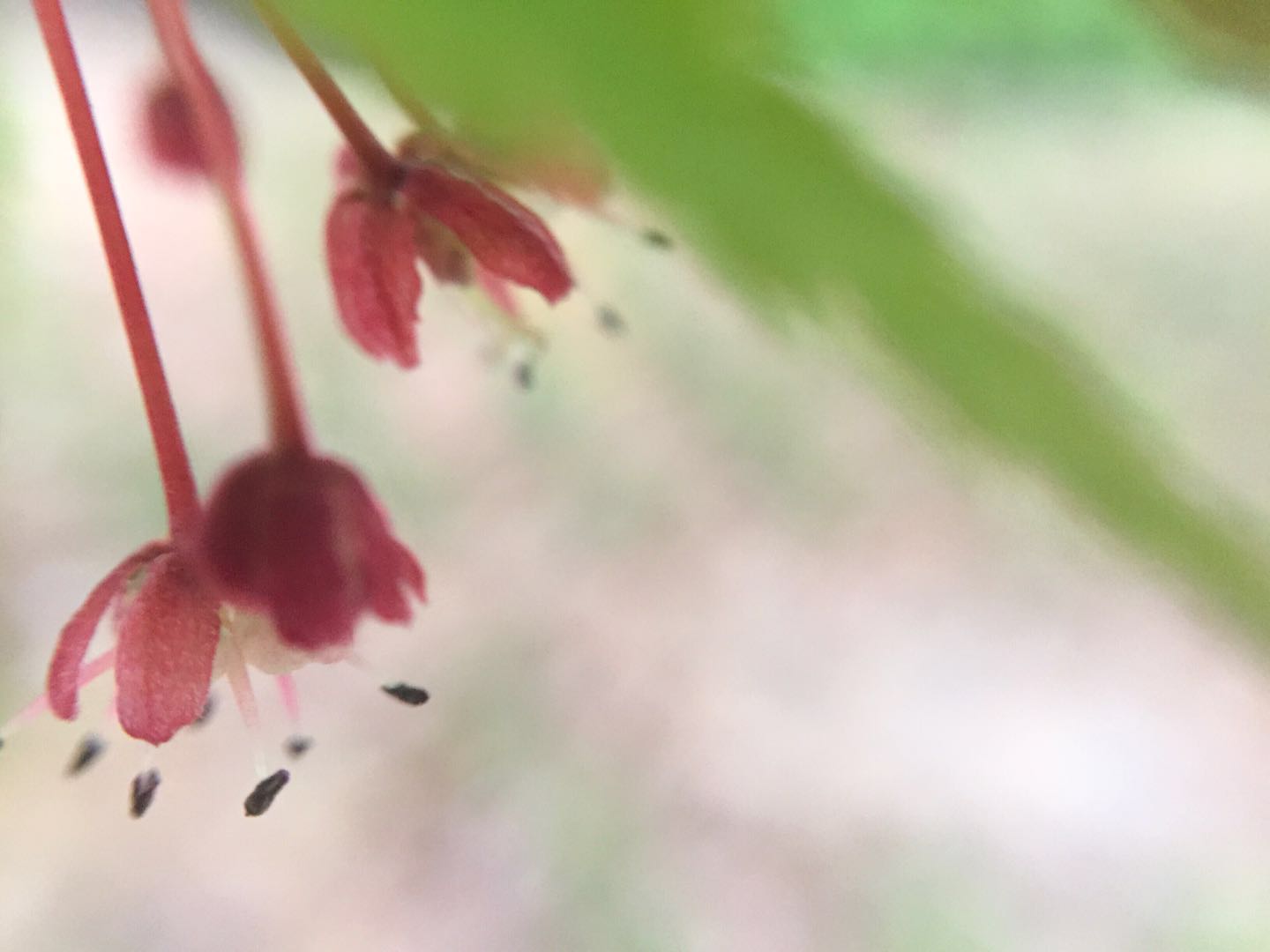 枫叶树不仅会开花 而且绿叶枫叶与红叶枫叶树的花也不同 三 枫叶树不仅会开花 而且绿叶枫叶与红叶枫叶树的花也不同 三