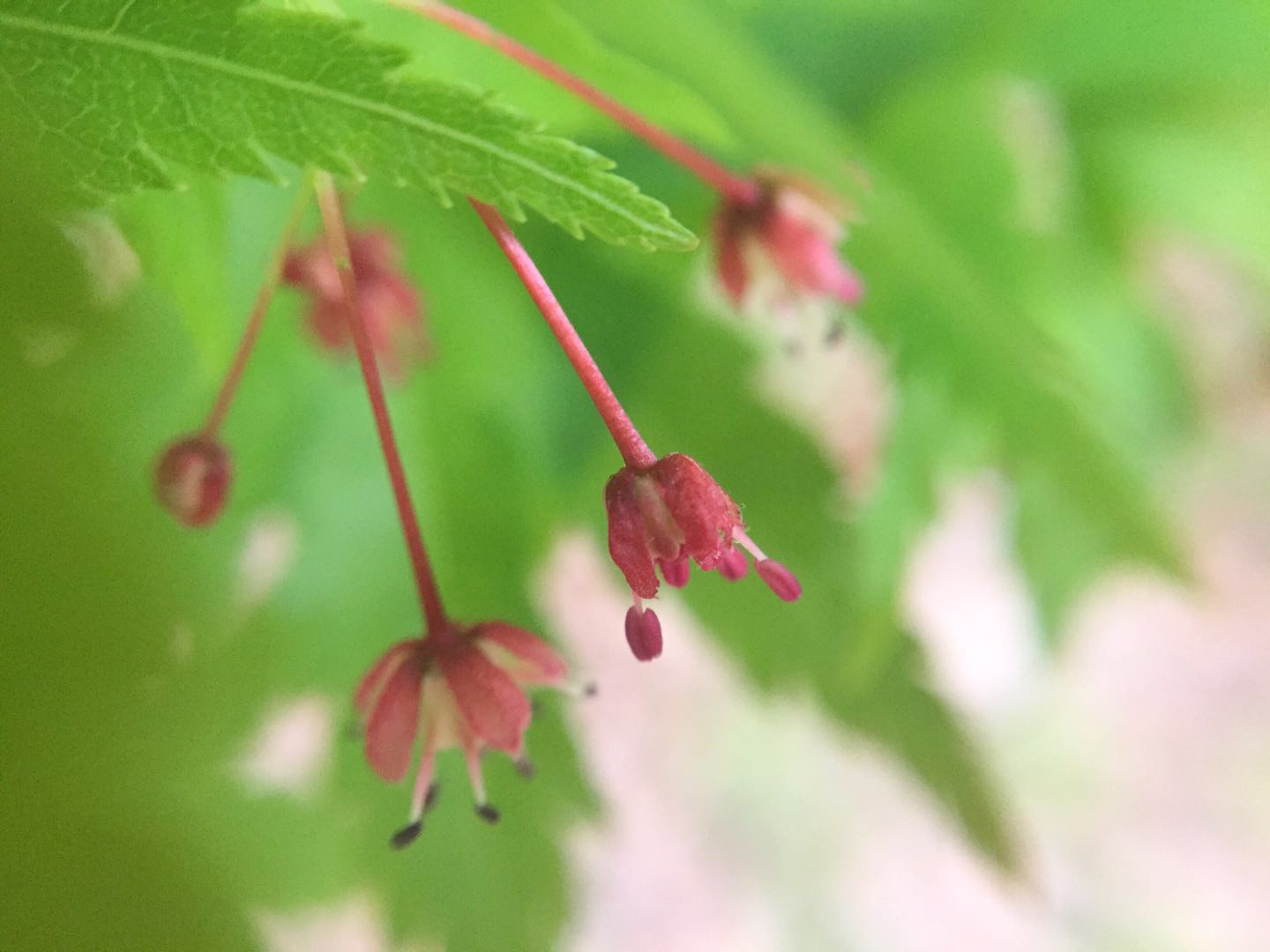枫叶树不仅会开花 而且绿叶枫叶与红叶枫叶树的花也不同 三 枫叶树不仅会开花 而且绿叶枫叶与红叶枫叶树的花也不同 三
