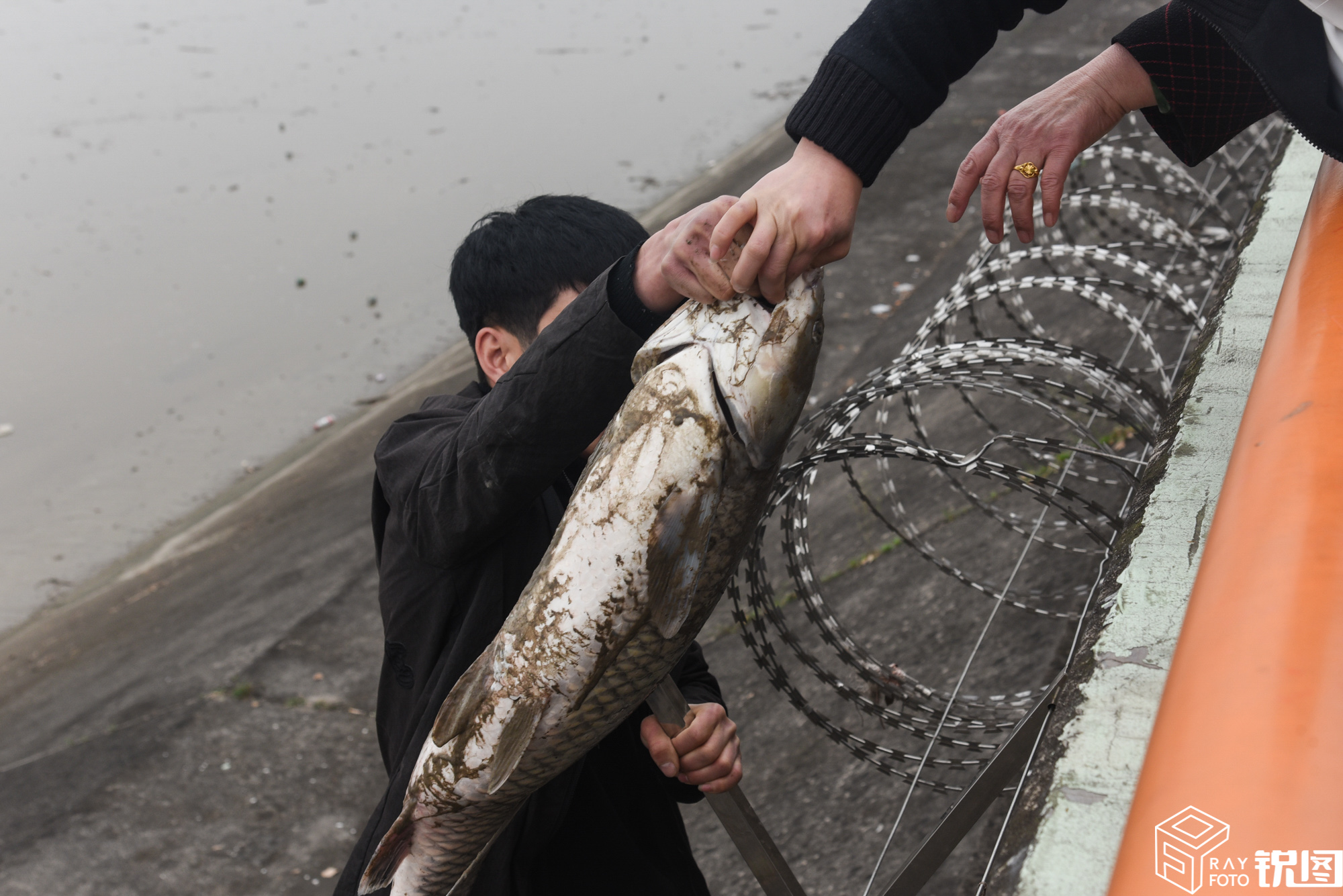 潮水退去,大鱼搁浅,杭州市民翻越堤坝捡20斤大鱼,网友:危险!
