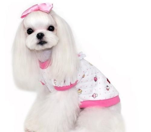 犬科哺乳动物马尔济斯犬简介