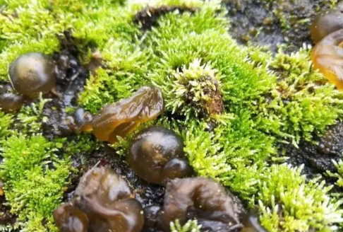 下雨后才有的野菜,农民称它"神菜""天菜",第一眼像"鼻涕"