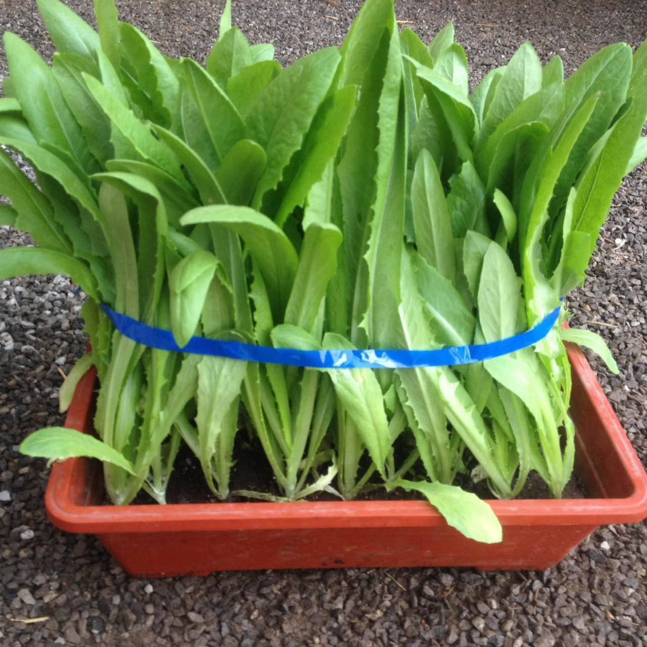 油麦菜霜霉病的爆发规律和防治措施!