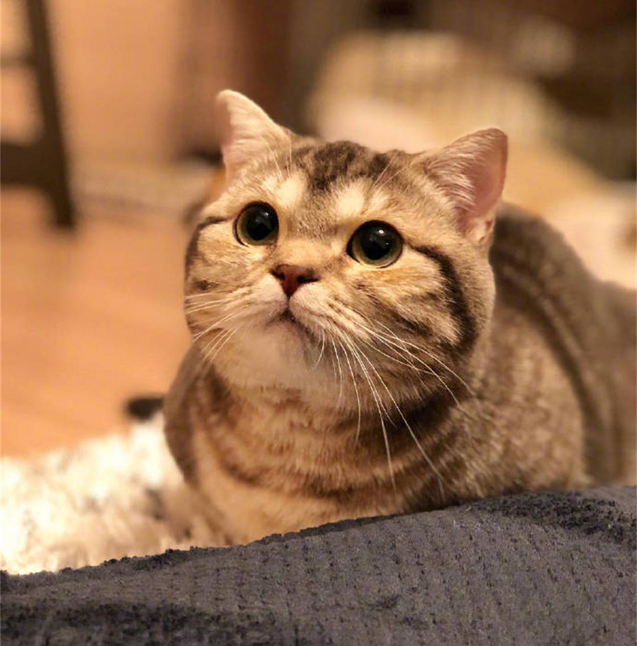 人费尽心机也变不成网红,而猫咪只用一招就能c位出镜,变成网红