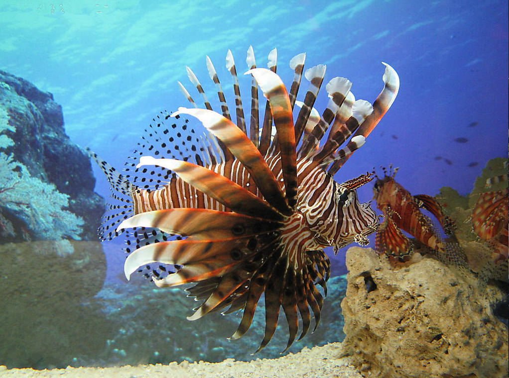 外来"毒物"入侵美国,人类烹饪和鲨鱼捕杀双管齐下,收效甚微|狮子鱼