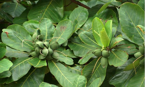 荒野维生野菜系列——榄仁|榄仁|翅状|侧脉_新浪新闻