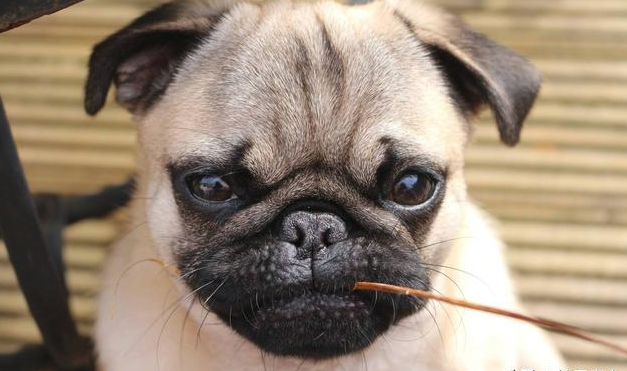 狗狗的无辜眼是进化而来的吗?专家分析:没错,但有一种狗除外