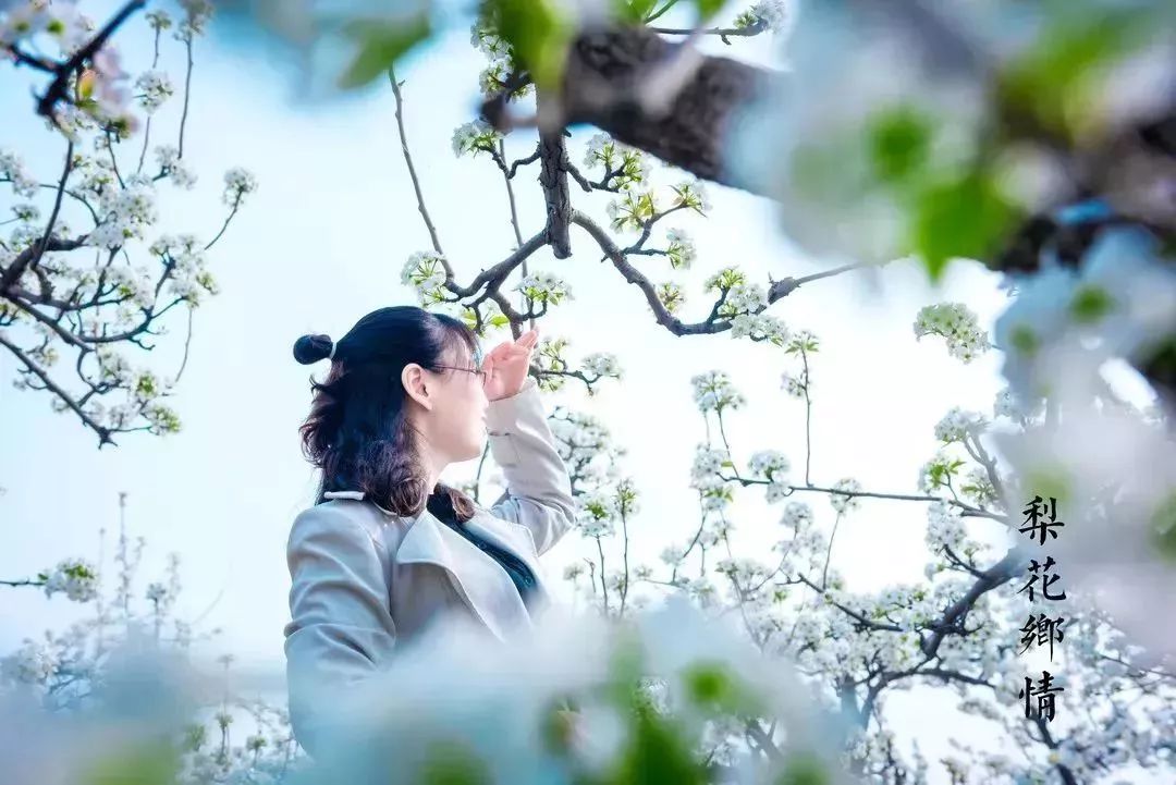 河北梨花节攻略 这个全球化身千里香雪海,迷醉了她像个华丽