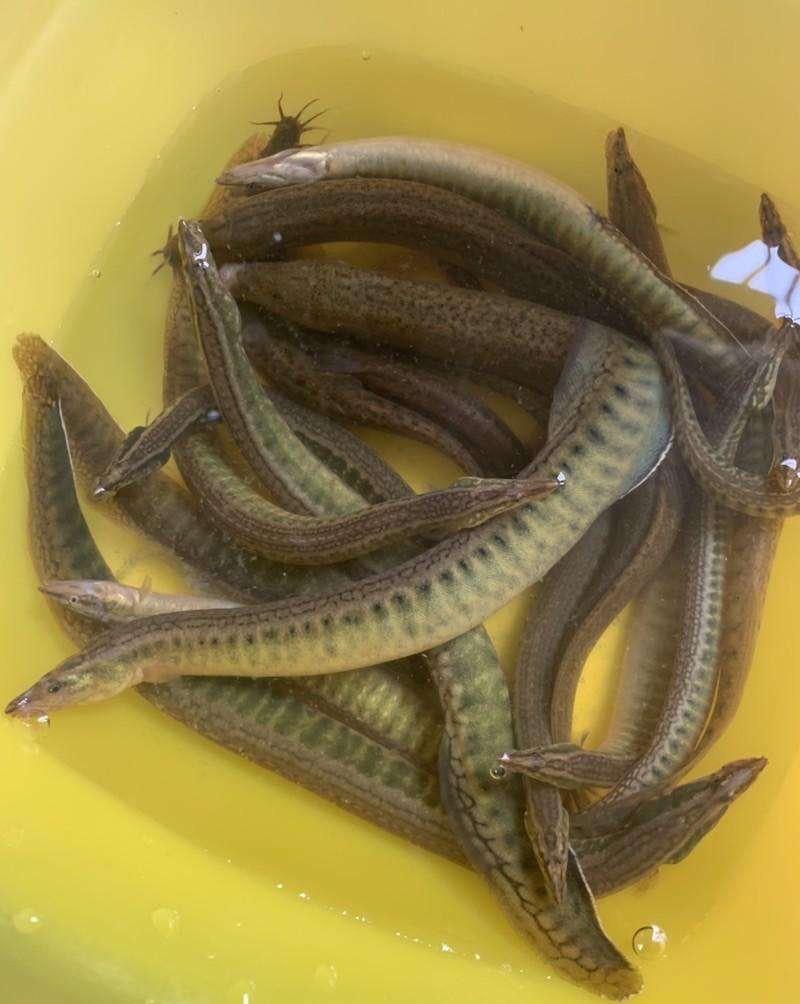 小厨为大家简单科普一下刺鳅和泥鳅的区别,泥鳅属于鲤形目下属的鳅科