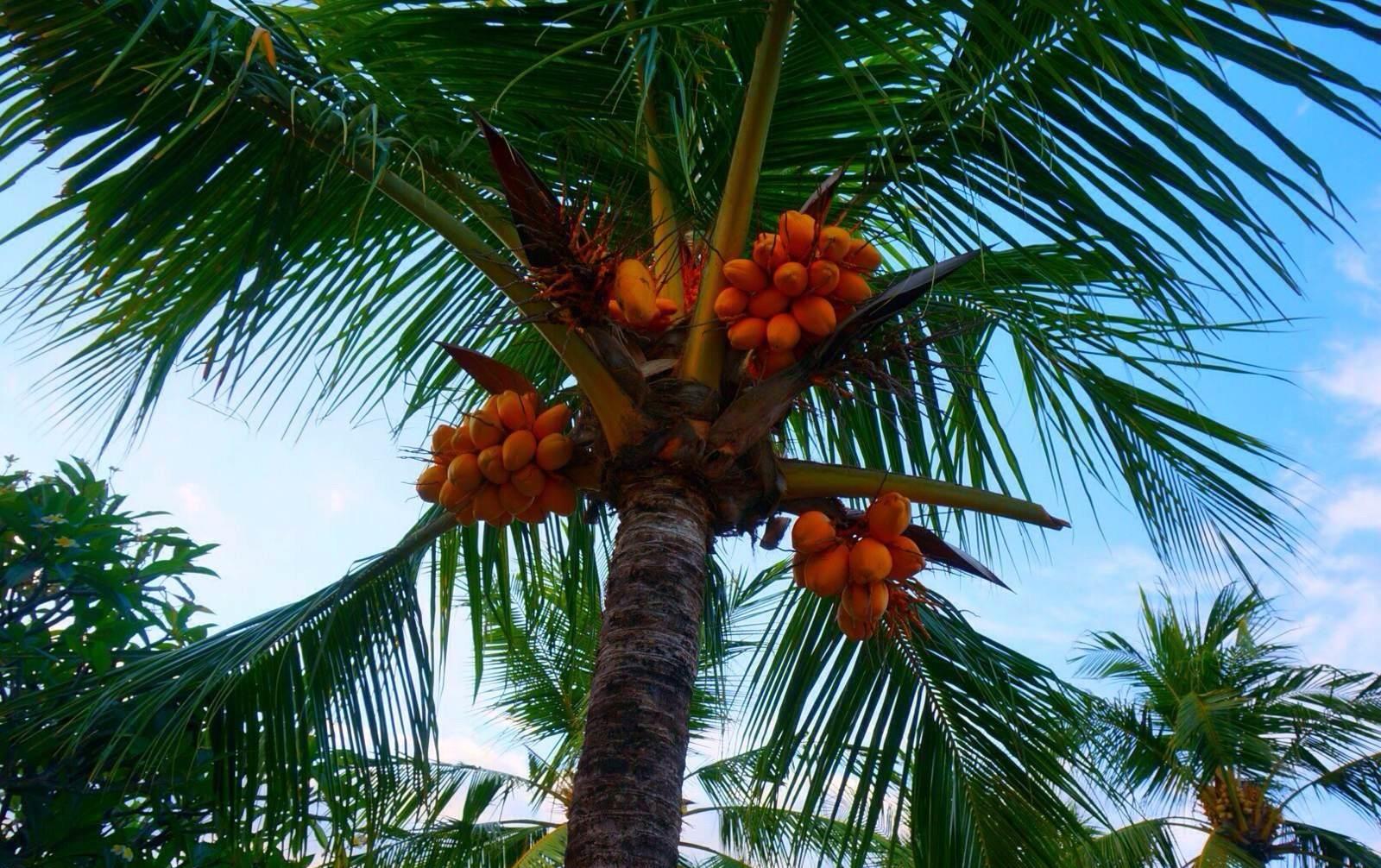 椰子树的种类图片