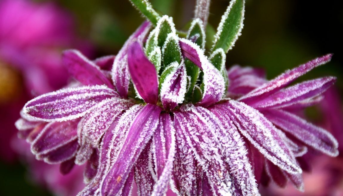 冰清玉洁,霜花竞艳