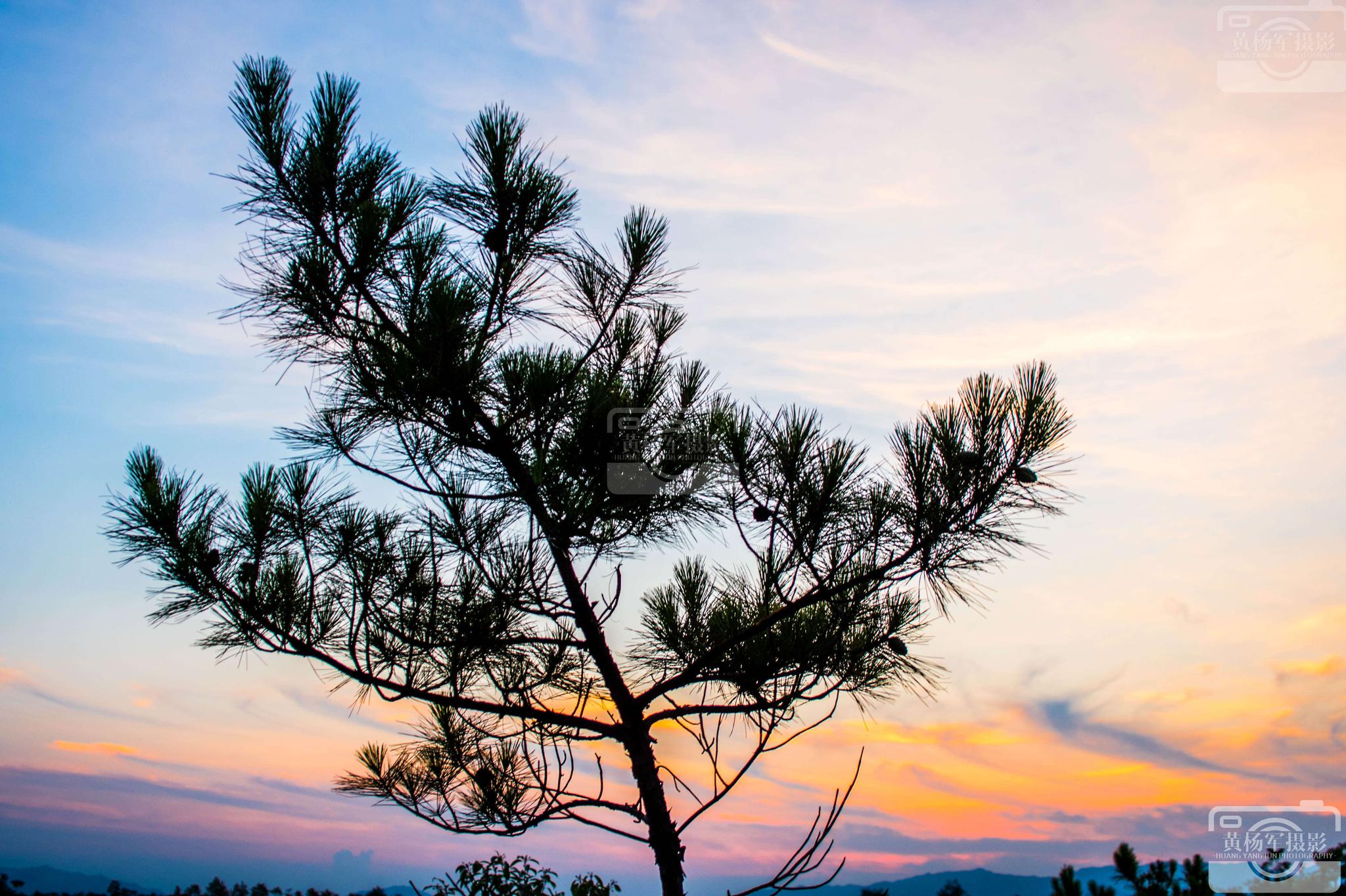 请问这种松树叫什么名字？