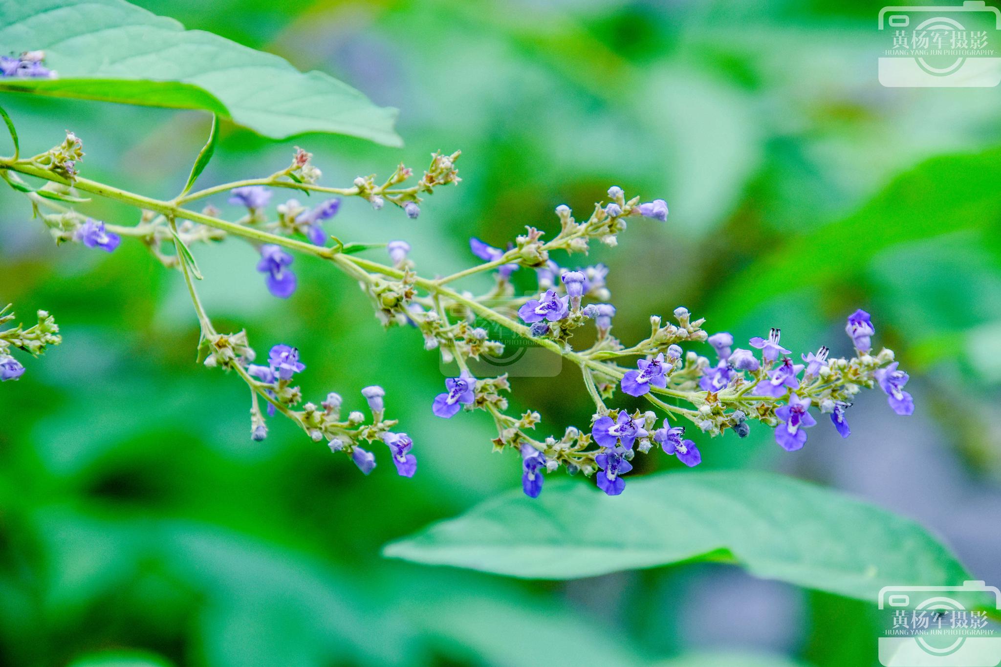 牡荆花娇艳盛开的美
