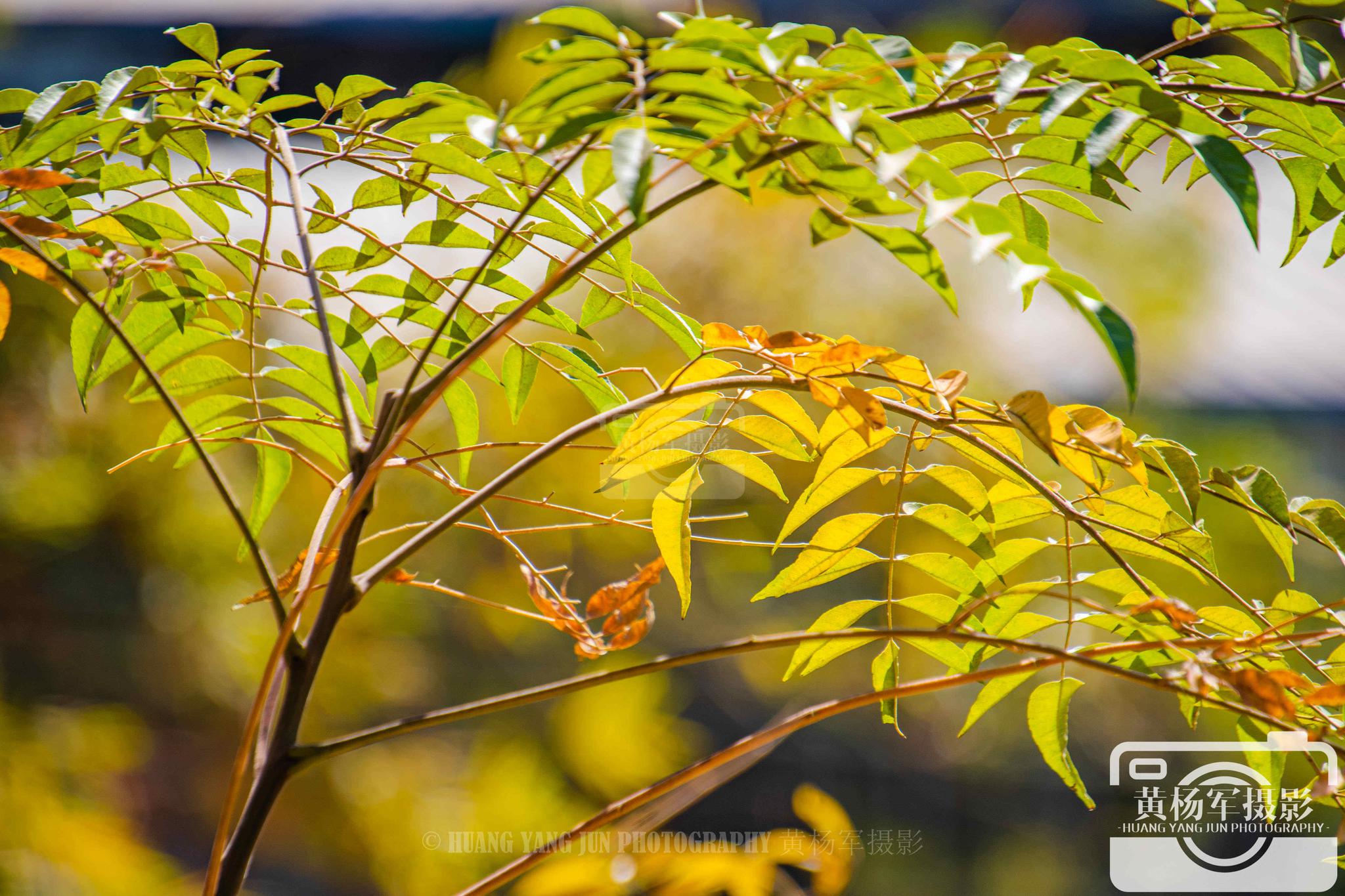 苦楝树叶,乡村迷人的色彩