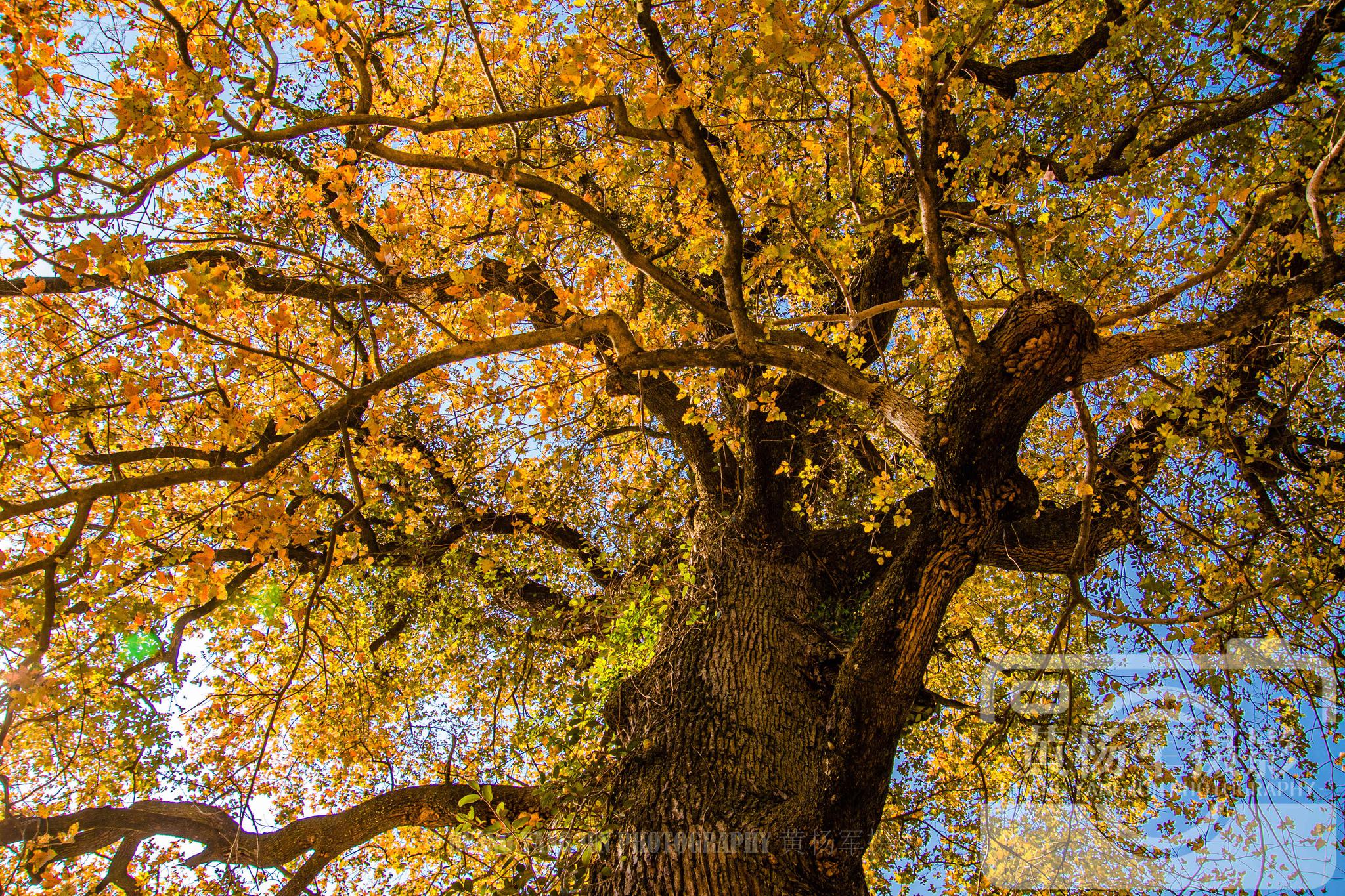 江西信丰油山村山间自然景色很美,百年古枫树色彩明丽,非常罕见