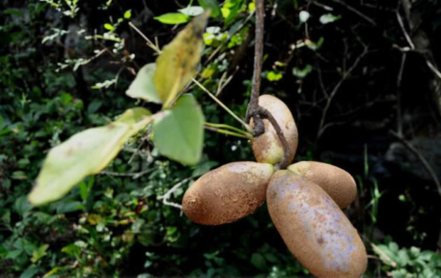 农村大姐在山上看到这种黄色野果,连忙摘下,吃了一口后停不下来